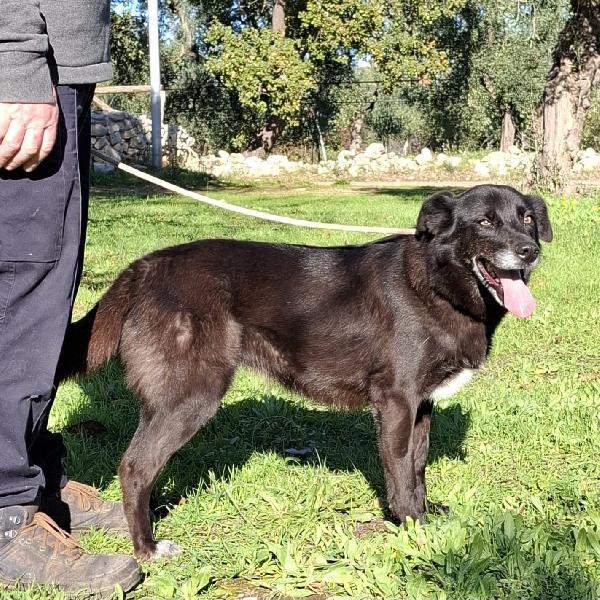 Crik&Crok Cerca Famiglia. Info Monica 3890238584 Foto 8